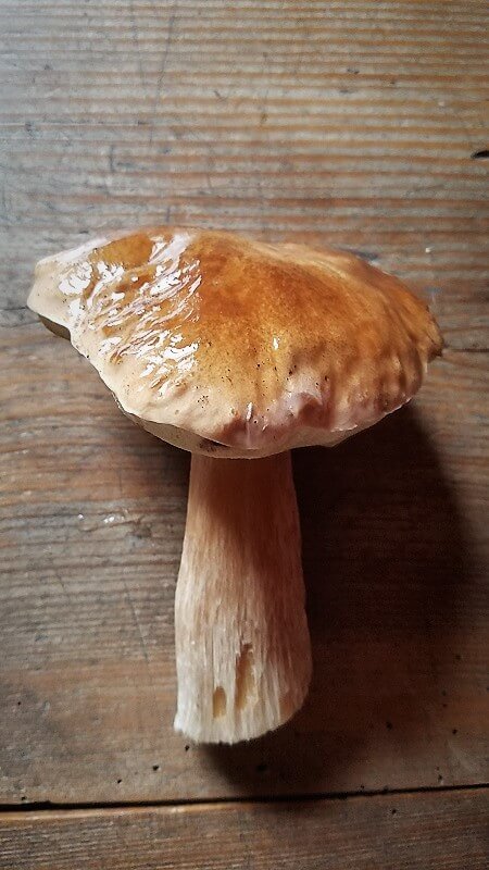 Pilze sammeln