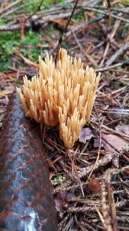 Unbekannter Pilz
