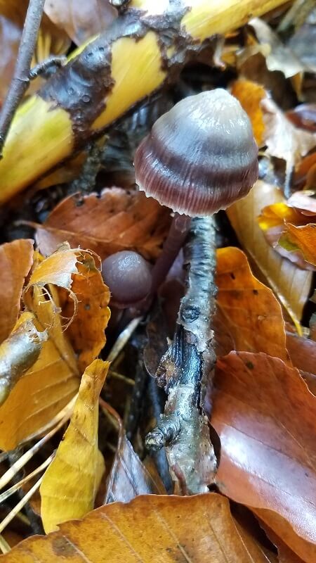 Unbekannter Pilz