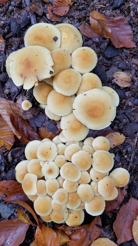 Unbekannter Pilz