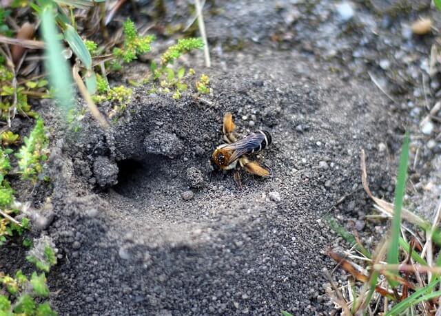 Wildbienen mit Stauden anlocken