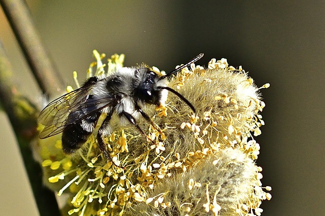 Wildbienen mit Stauden anlocken