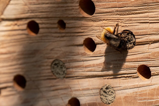 Wildbienen mit Stauden anlocken
