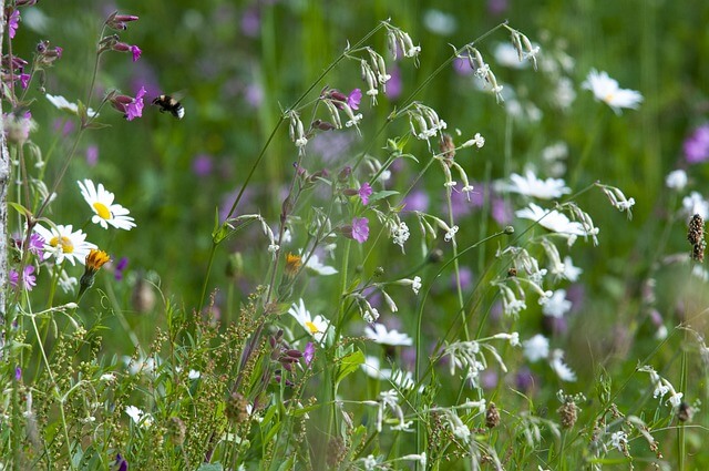 Wildbienen mit Stauden anlocken
