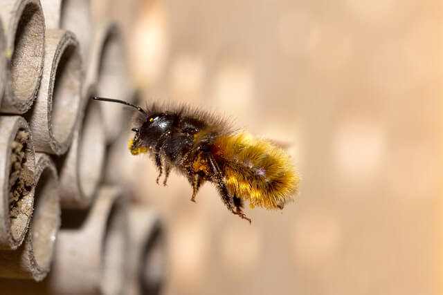 Wildbienen mit Stauden anlocken