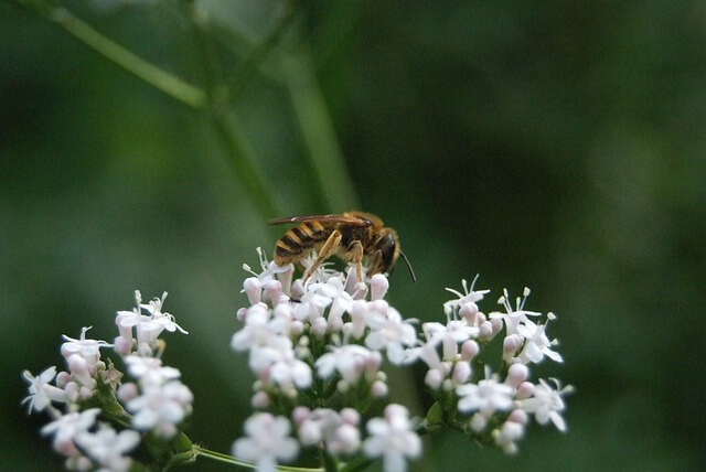 Wildbienen mit Stauden anlocken