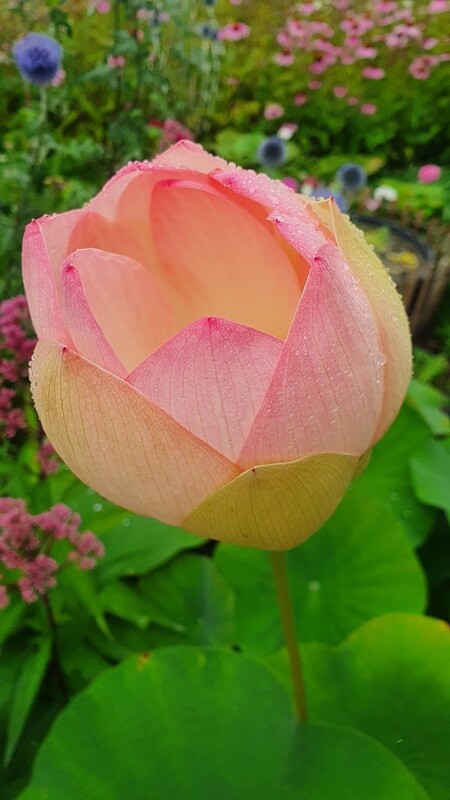 Lotusblume