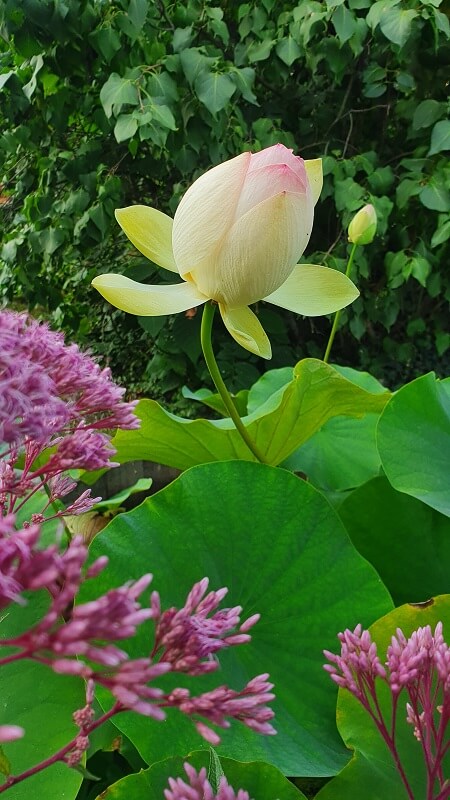 Lotusblume