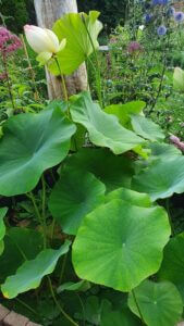 Lotusblume im eigenen Garten anbauen und pflegen - Wildes Gartenherz