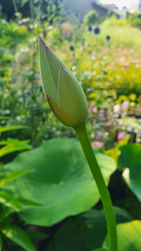 Lotusblume
