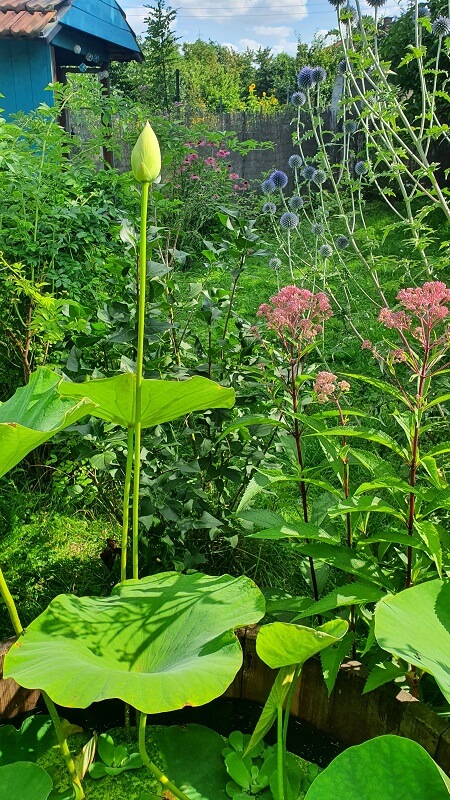 Lotusblume