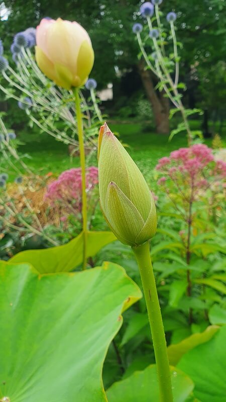 Lotusblume