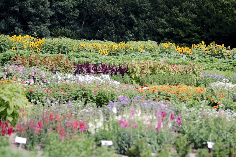 Kaldenhof Blumen