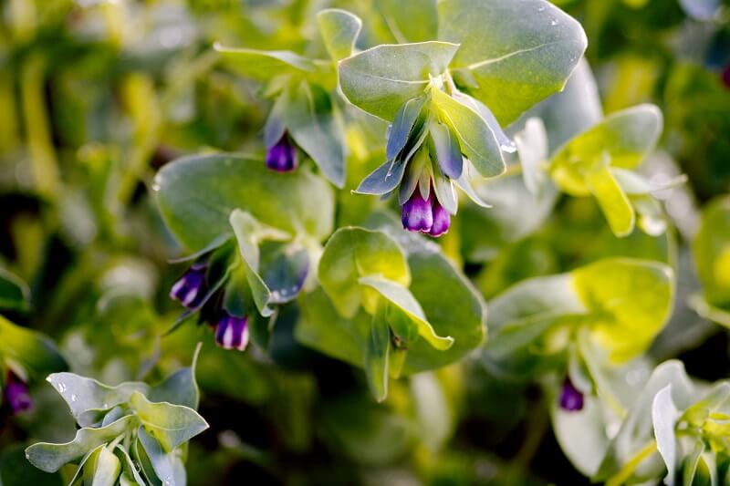Blumen
