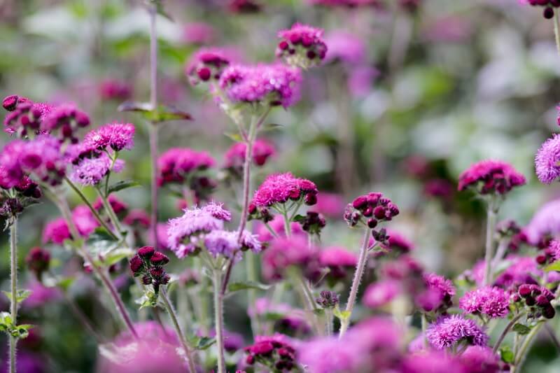 Leberbalsam