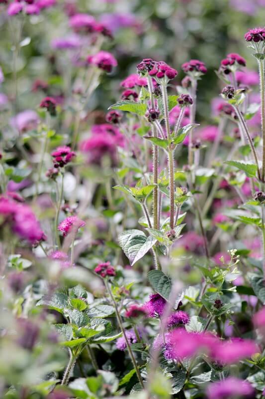 Leberbalsam