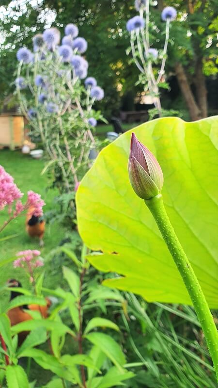 Lotusblume kommt