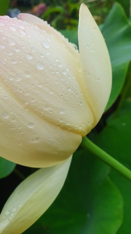 Lotusblume