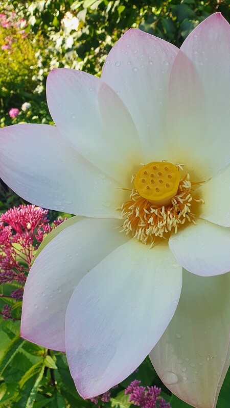 Lotusblume