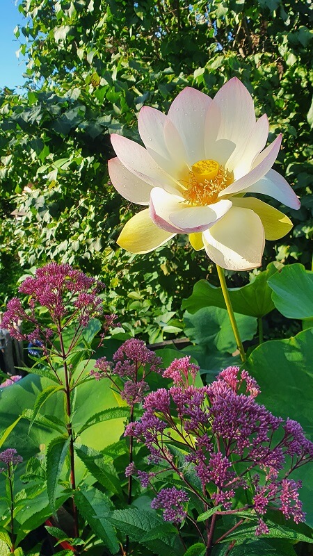 Lotusblume