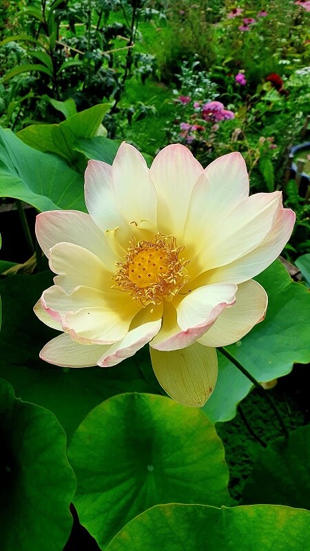Lotusblume