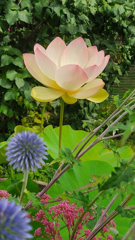 Lotusblume
