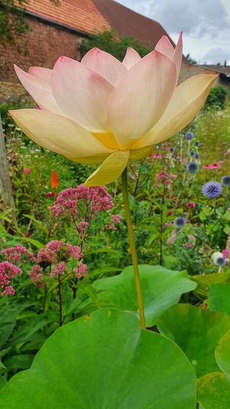 Lotusblume