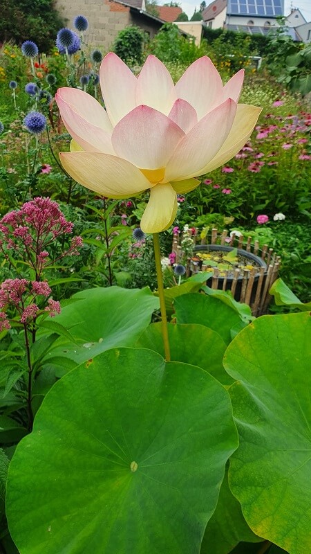 Lotusblume