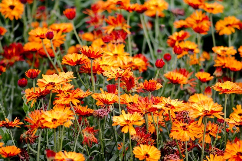 Ringelblume