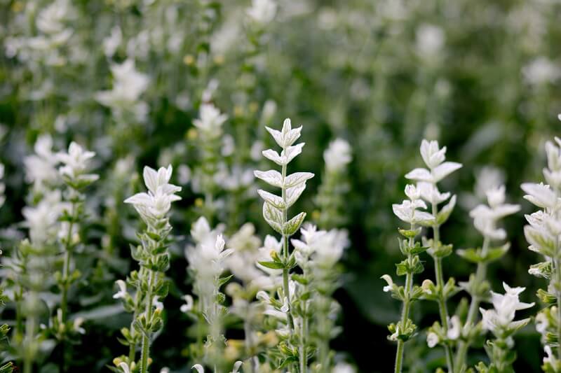 Blumen