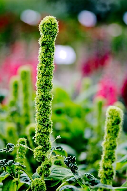 Blumen