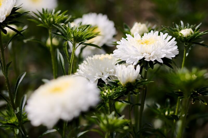 Blumen