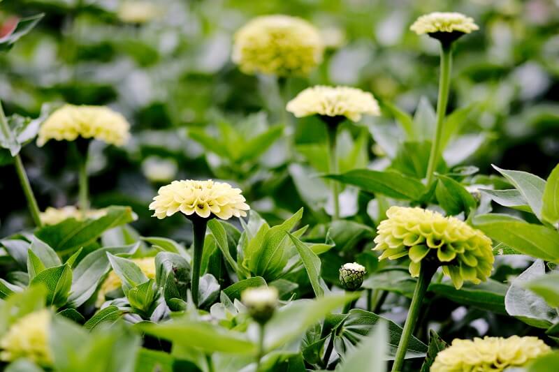 Zinnie Blumen
