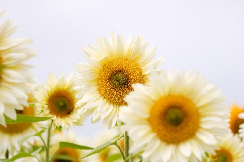 Sonnenblumen Pro Cut F1 White&Cream