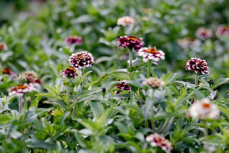 Zinnien