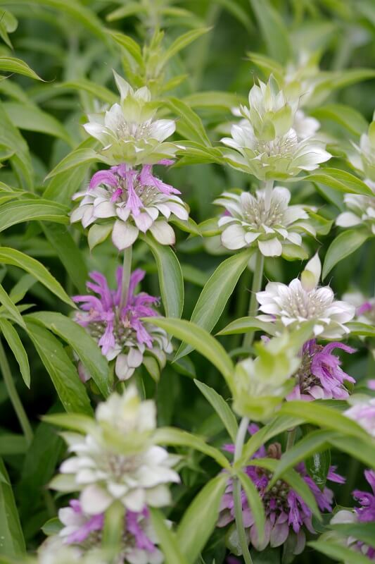 Monarda
