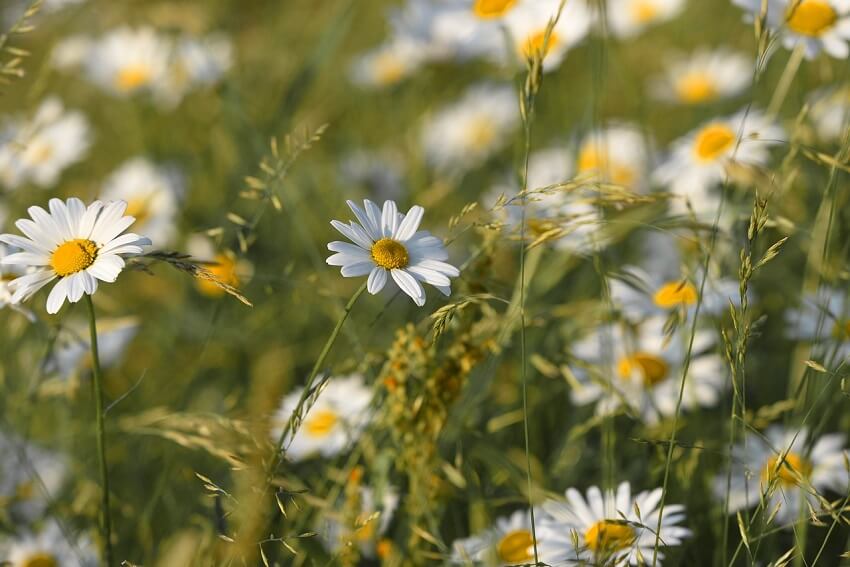Margeriten