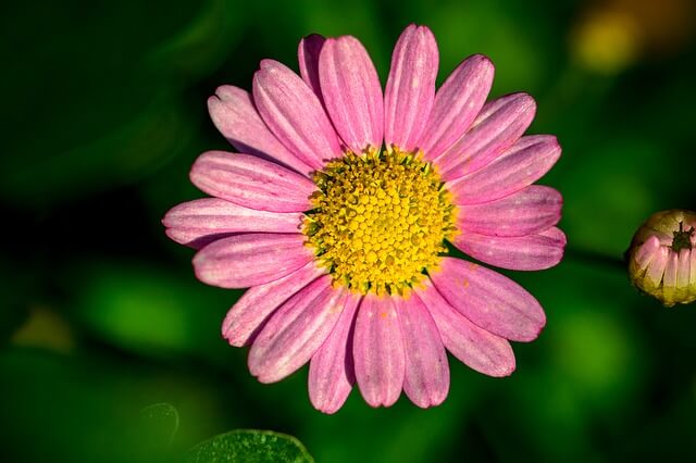 Margeriten