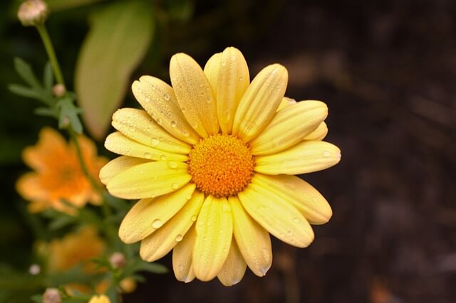 Margeriten