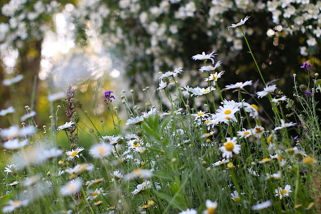 Margeriten