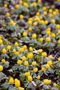 Winterlinge im Garten vermehren Wildes Gartenherz zeigt wie das geht