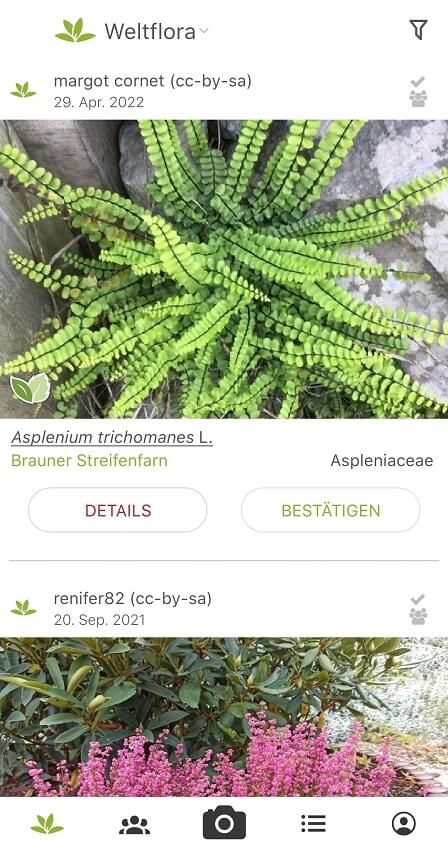 Pflanzenbestimmung