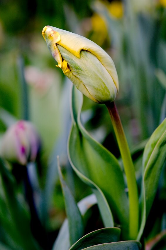 Langlebige Tulpe