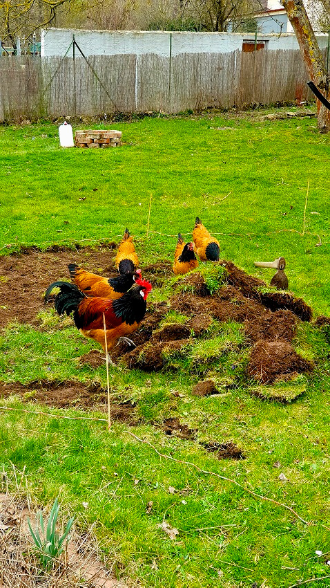 Hühnerhaltung im Wohngebiet