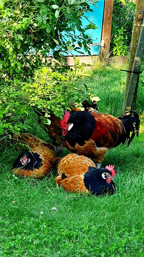 Hühnerhaltung im Wohngebiet