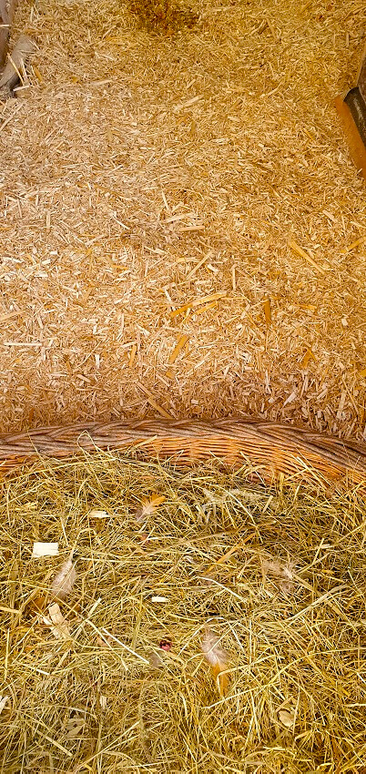 Miscanthus