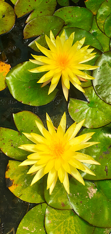 Seerose gelb