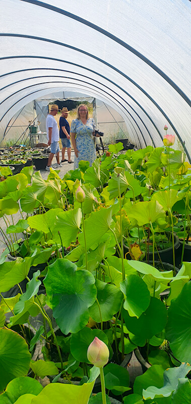 Glücklich zwischen Lotus