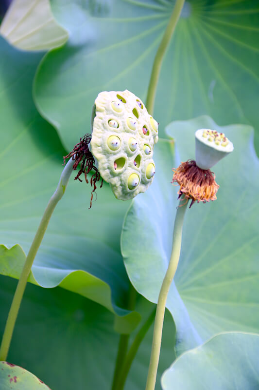 Samenstand Lotus