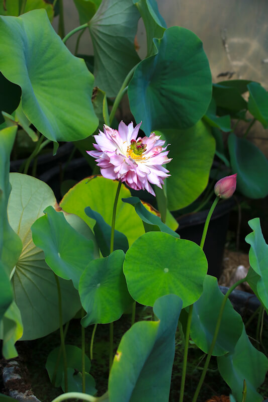 Lotus